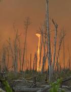 One of the central Florida wild fires